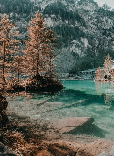 A serene view of Blausee Lake in Kandergrund, Bern, Switzerland, featuring crystal-clear, turquoise water surrounded by dense pine forests.